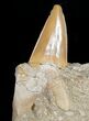 Otodus Shark Tooth Fossil In Matrix #6393-1